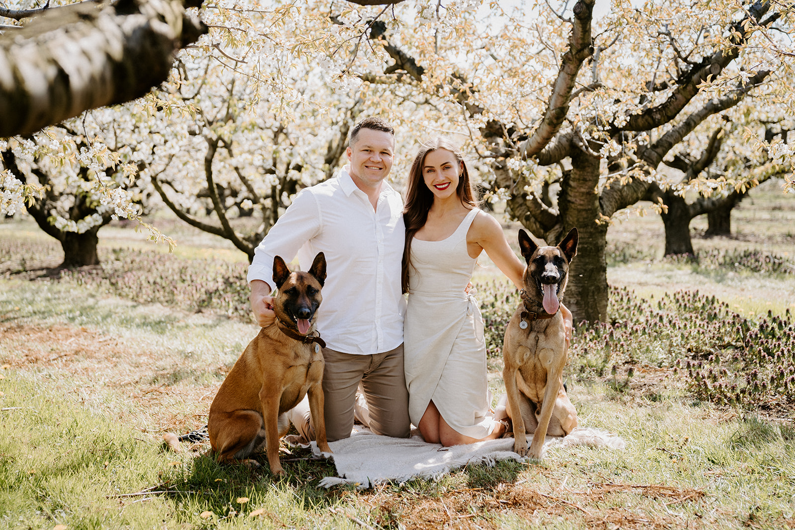 A couple and two dogs kneeling underneath a cherry blossom tree.