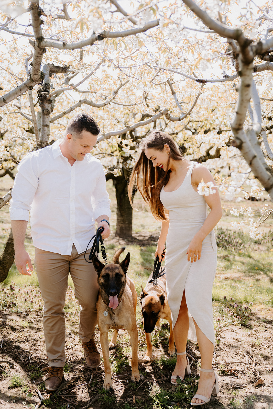 A couple and two dogs standing underneath a cherry blossom tree.  Couple are looking at their dogs.