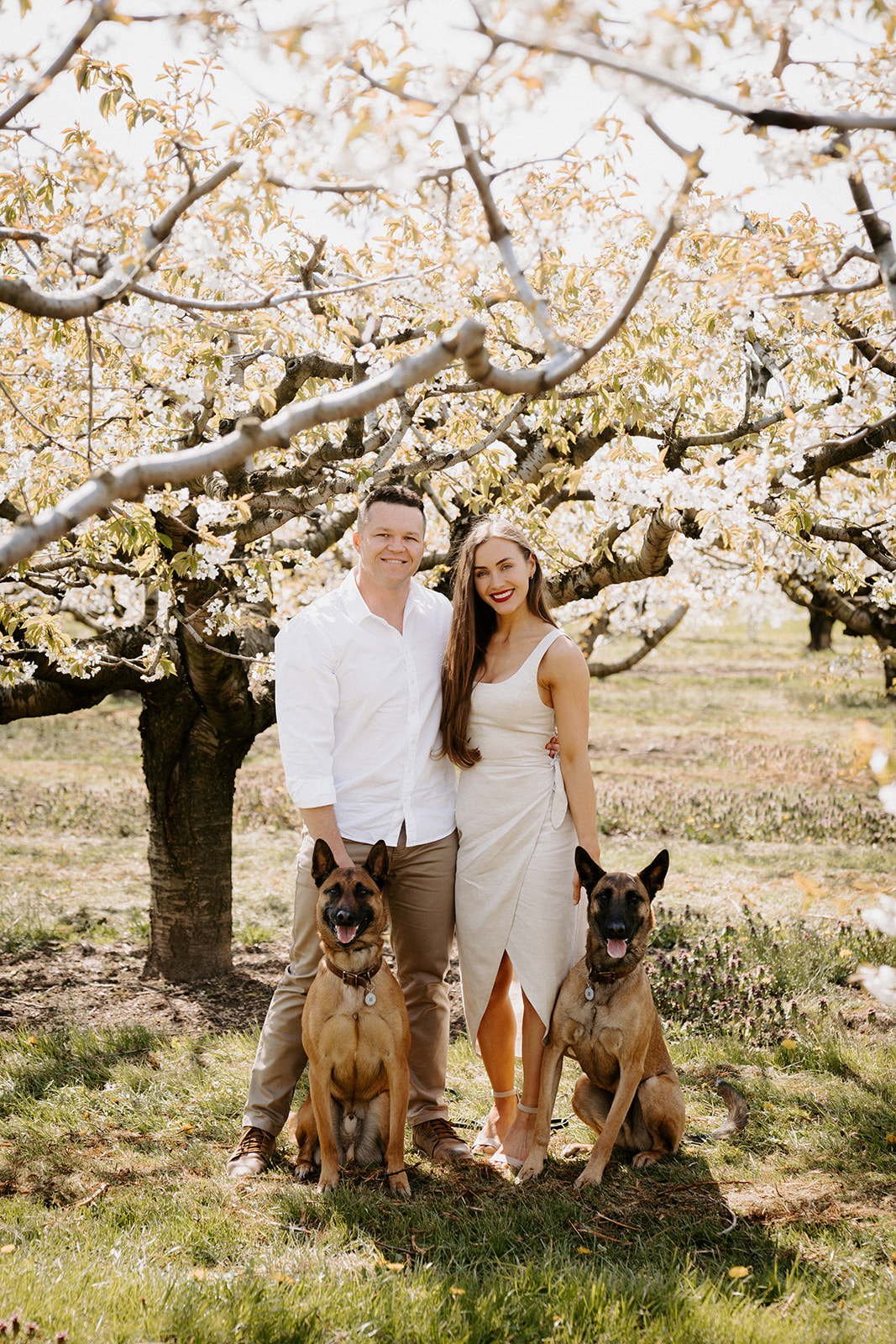 A couple and two dogs standing underneath a cherry blossom tree.