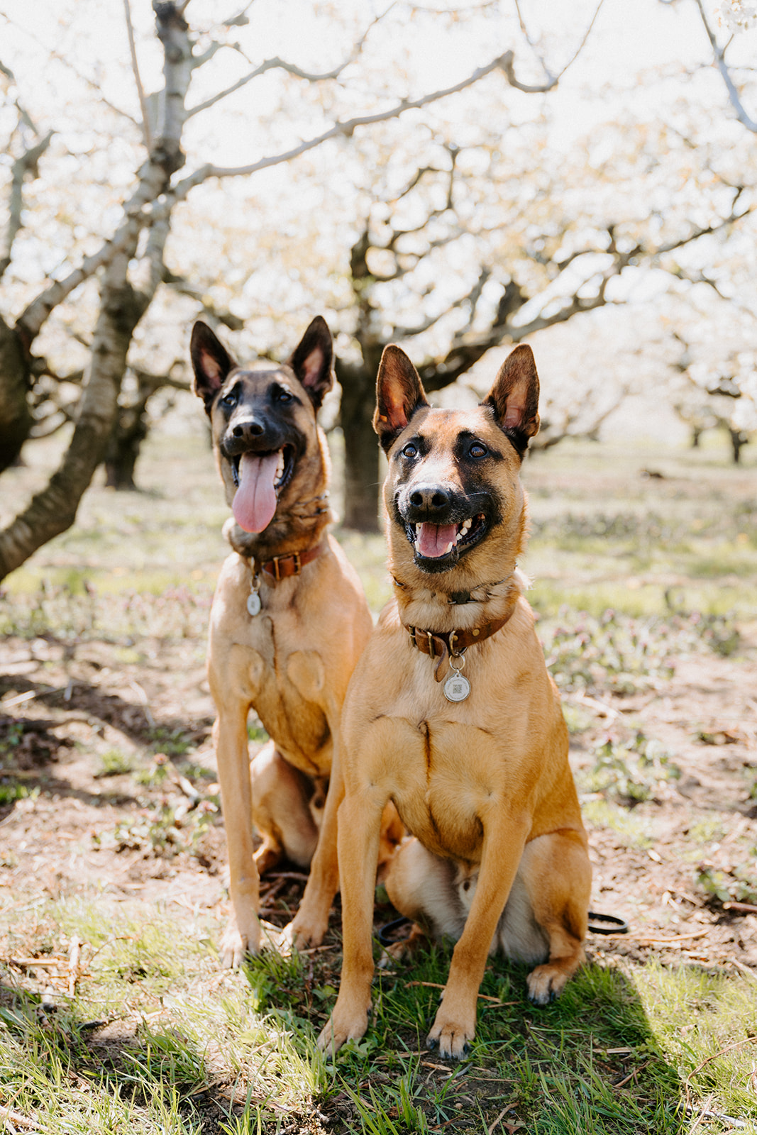 Two dogs sitting side by side underneath a cherry blossom tree.