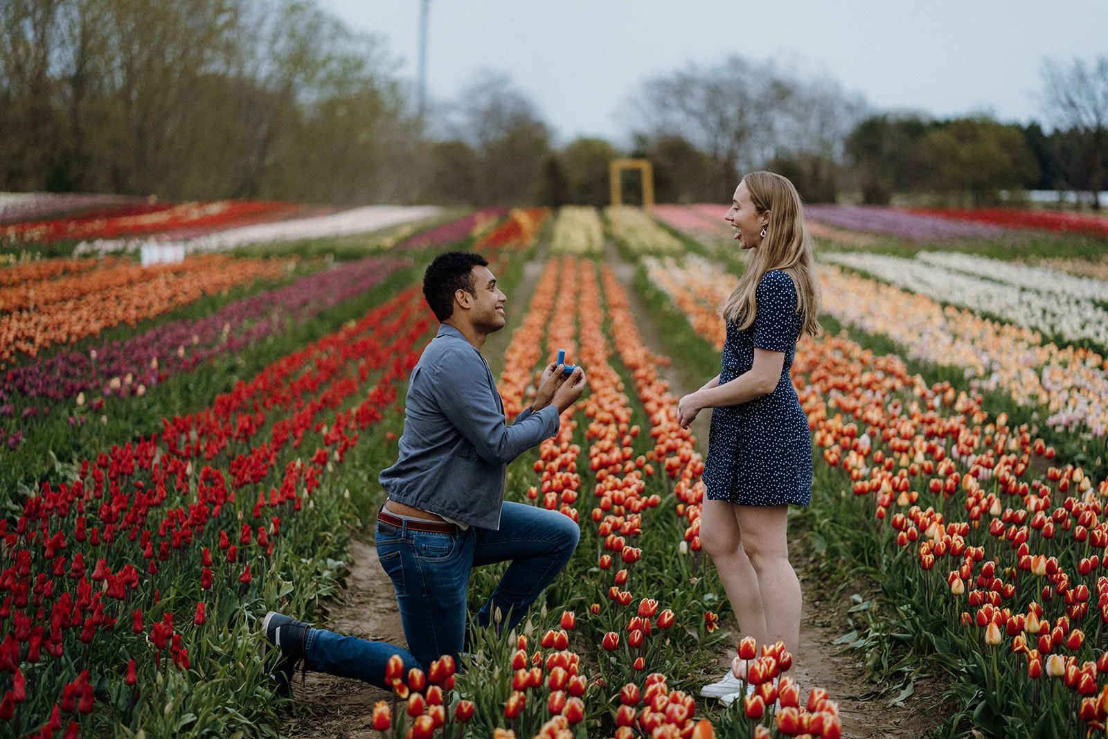 Man kneeling in tulips while his girlfriend looks at him.