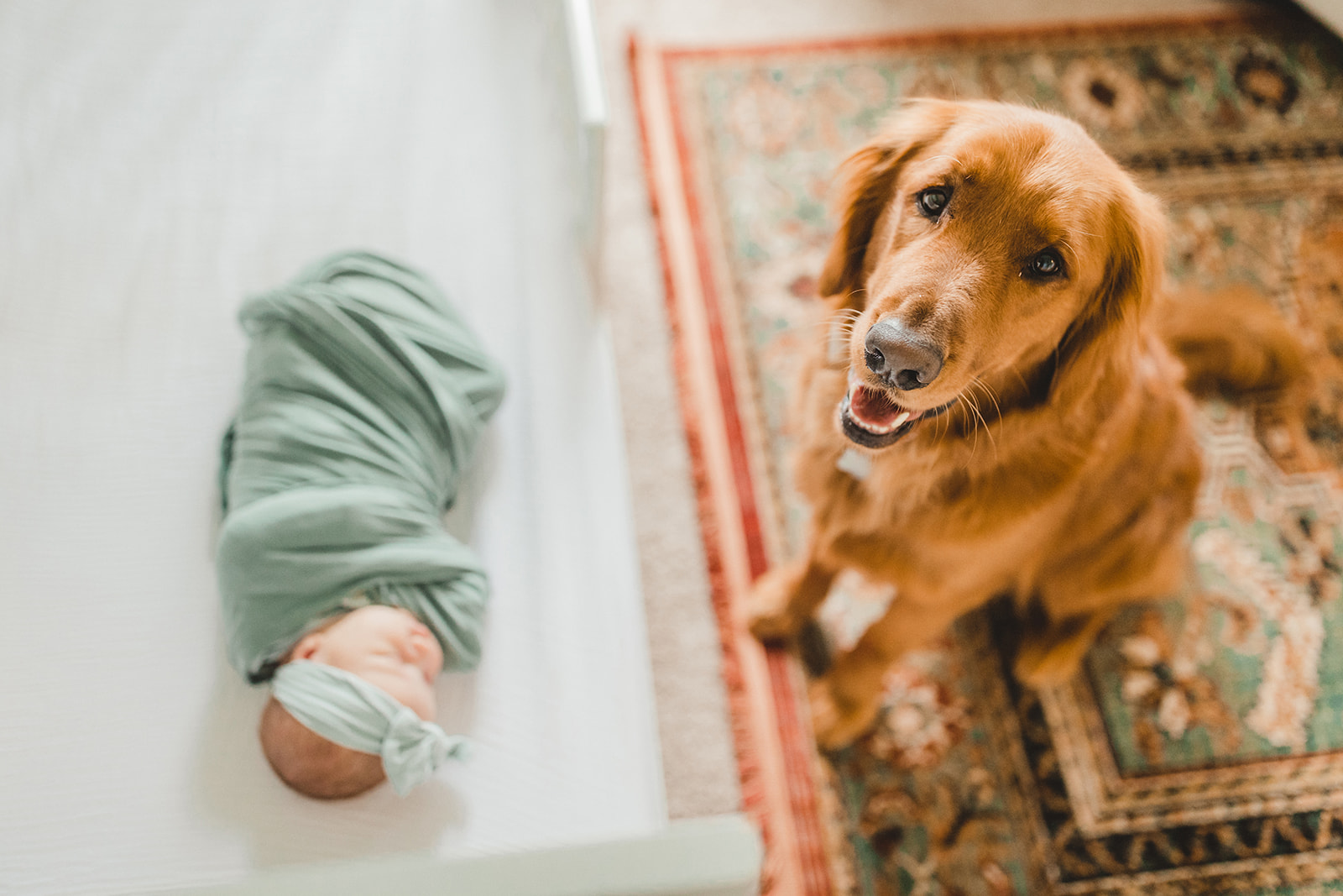 dogs and babies family photography 