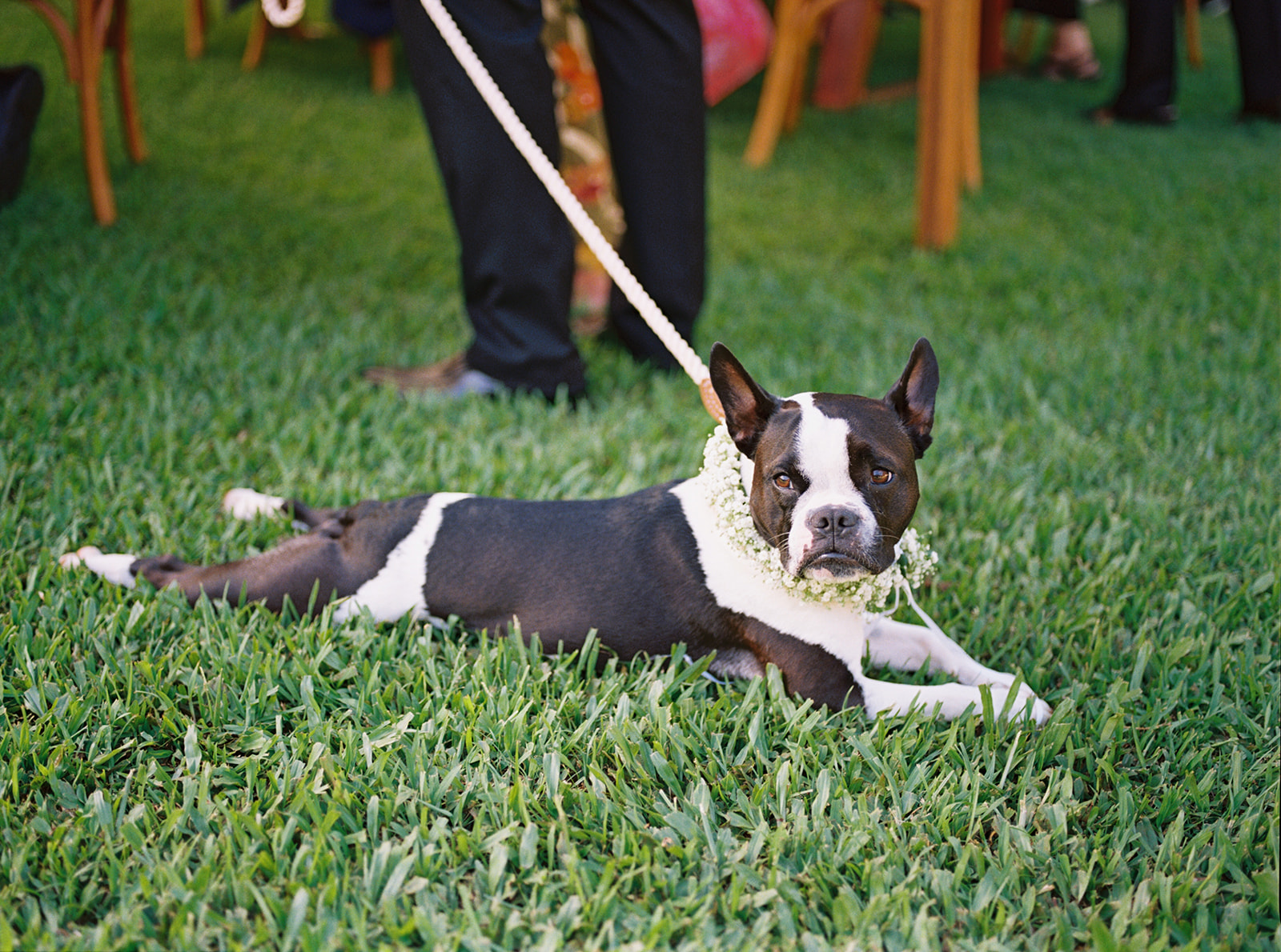 Boston terrier dog wearing a flower collar lying on grass at an outdoor Wedding at Na Aina Kai