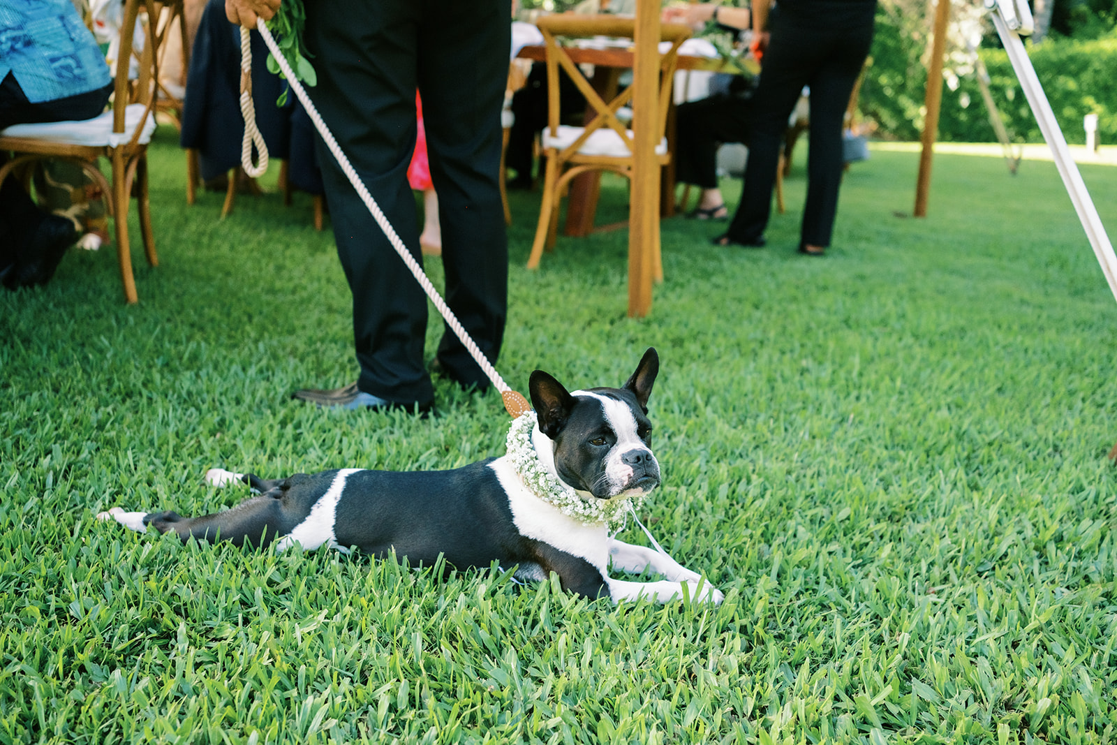 Boston terrier wearing a floral collar, lying on grass at an wedding in Na Aina Kai