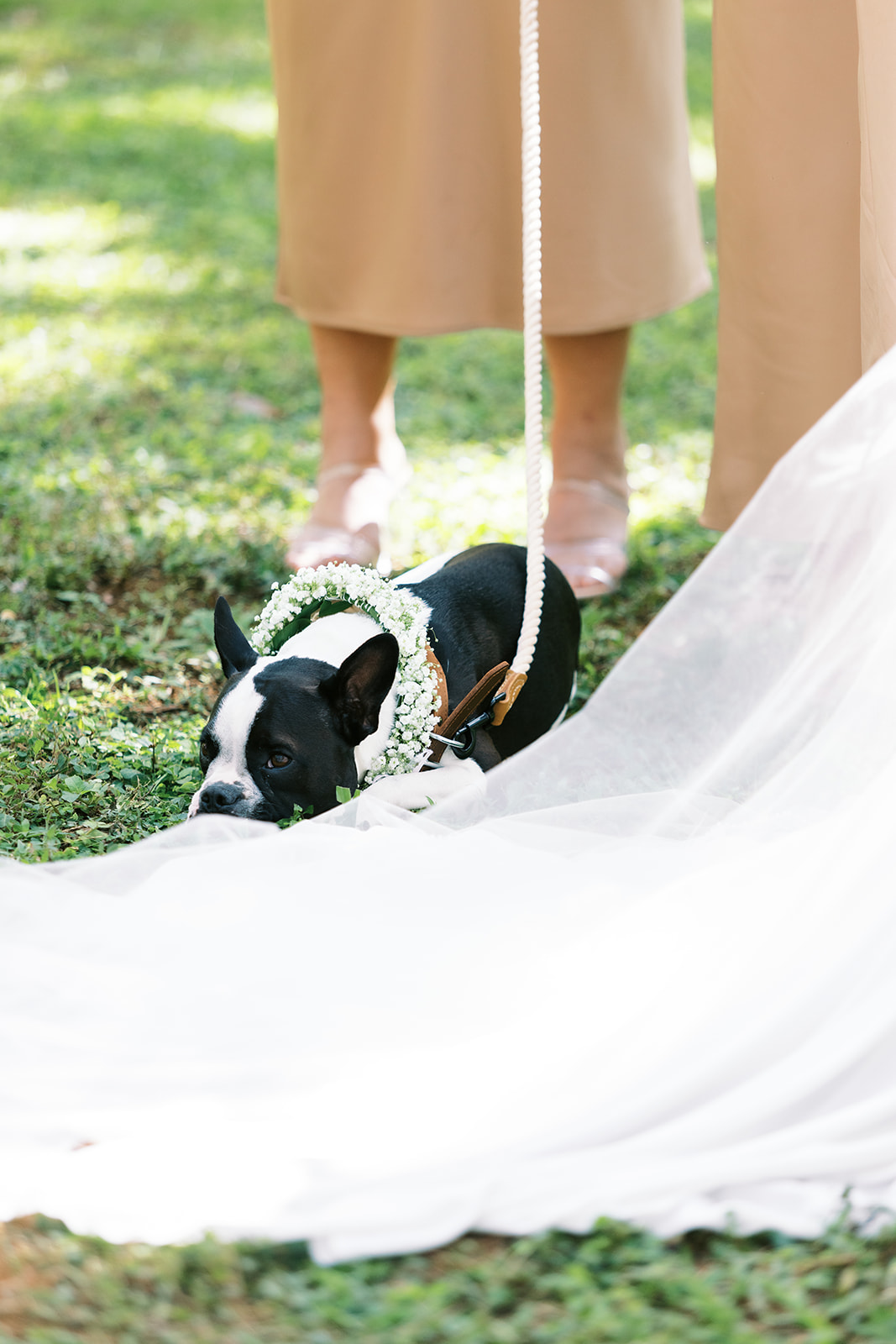 A dog wearing a flower collar walks beside a bride identified by a wedding dress train and elegant shoes.