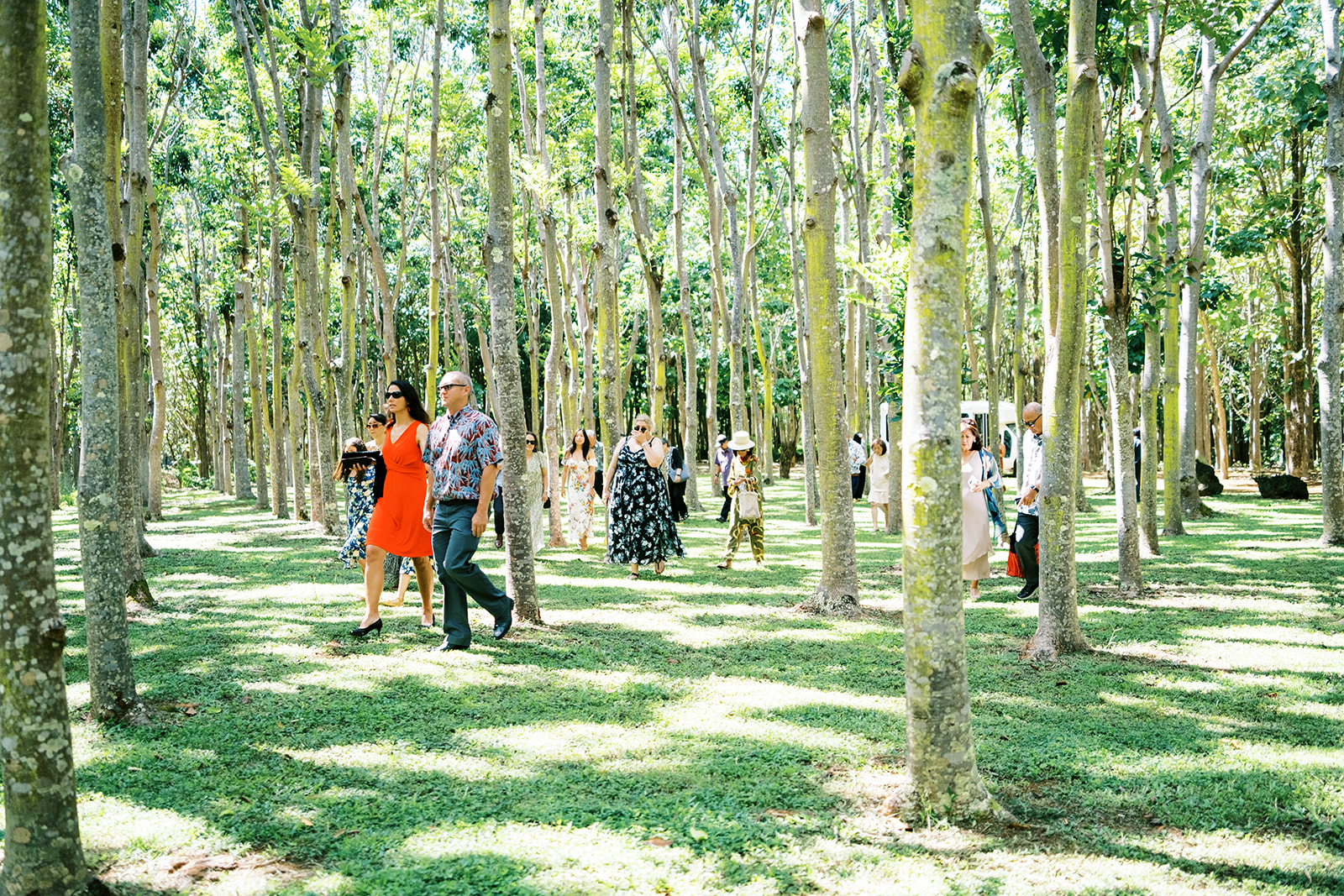 People strolling through a sunlit forest with tall, slender trees during Wedding at Na ‘Āina Kai Botanical Gardens
