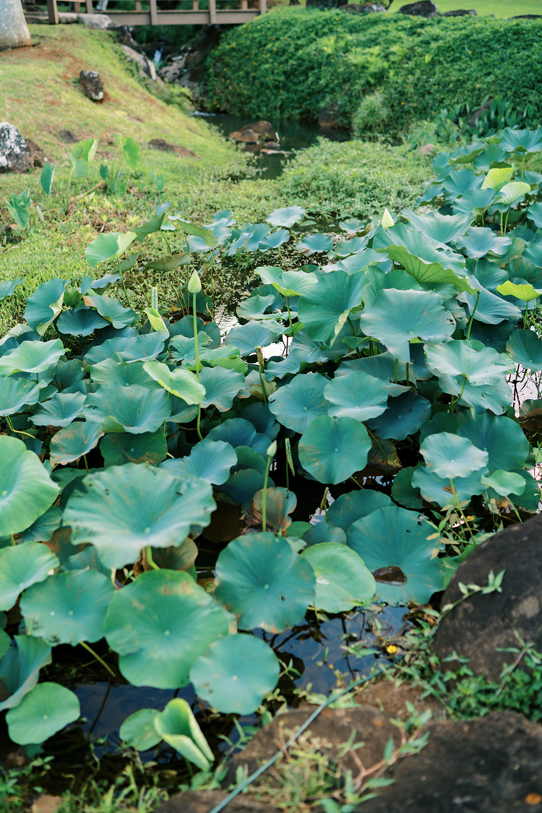 Pond with lush green lotus leaves and a flowering bud, set against a backdrop of rocks and greenery.