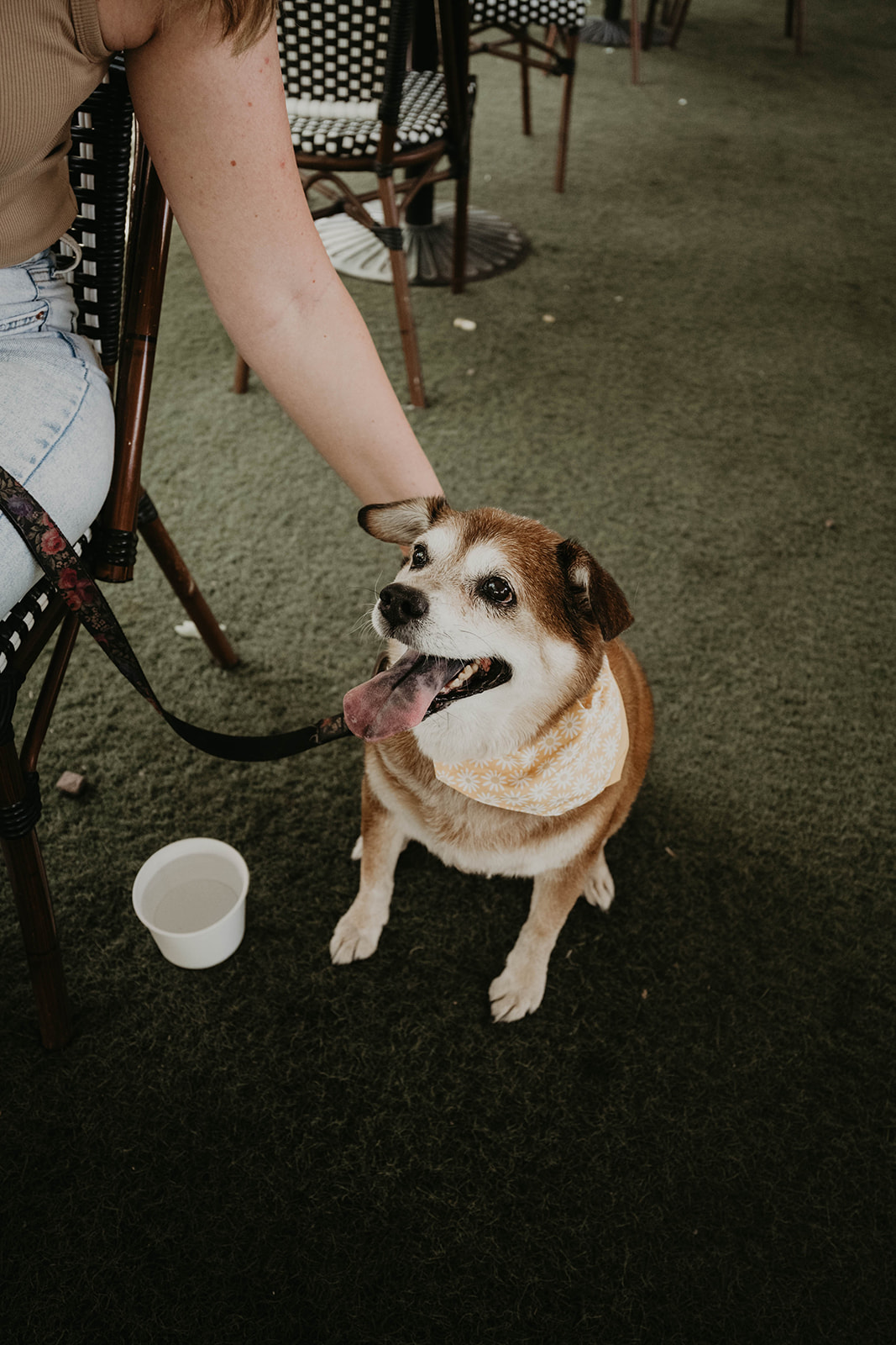 sweet coffee with dog documentary arizona engagement portraits