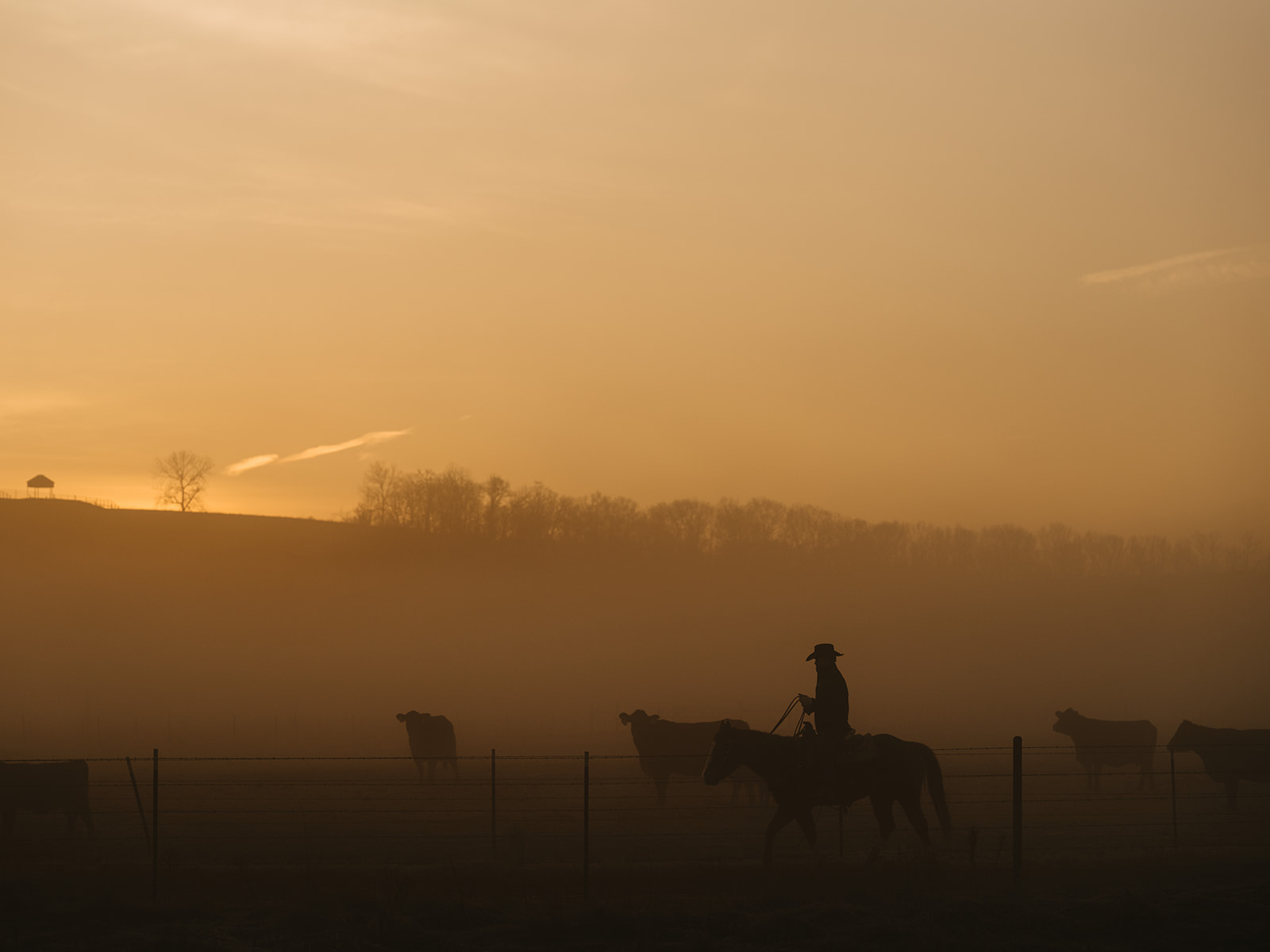 sunrise cattle work, cowboys in Missouri at the 808 ranch