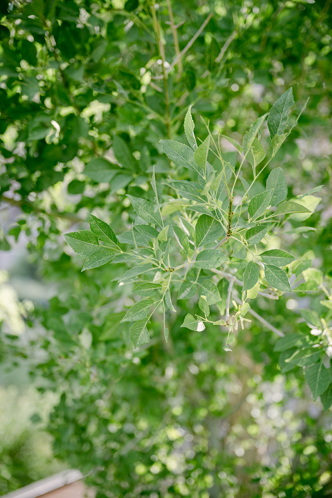 close up of green leaves from plant in meadows of red rock