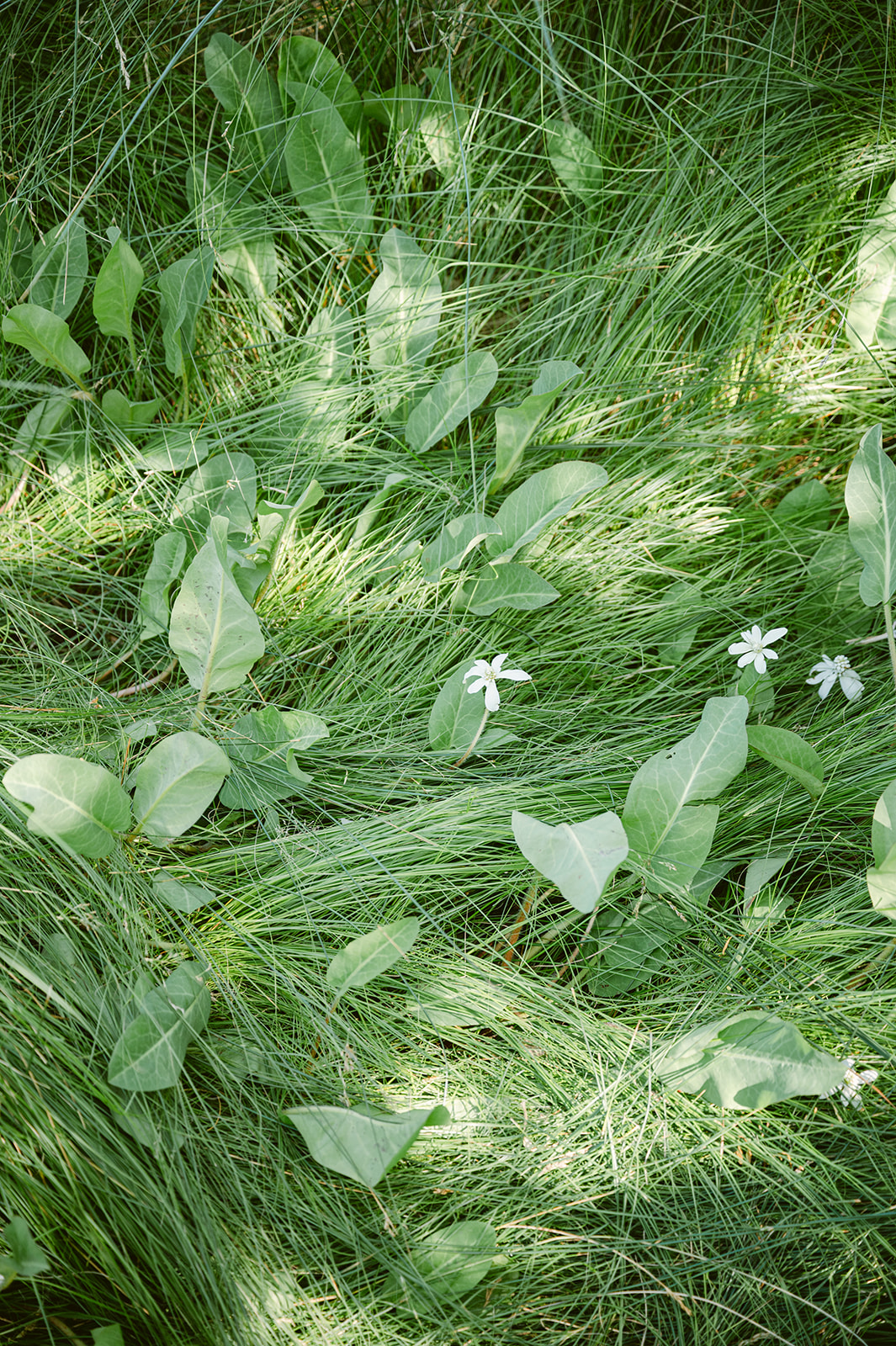 close up of white flowers in green meadow