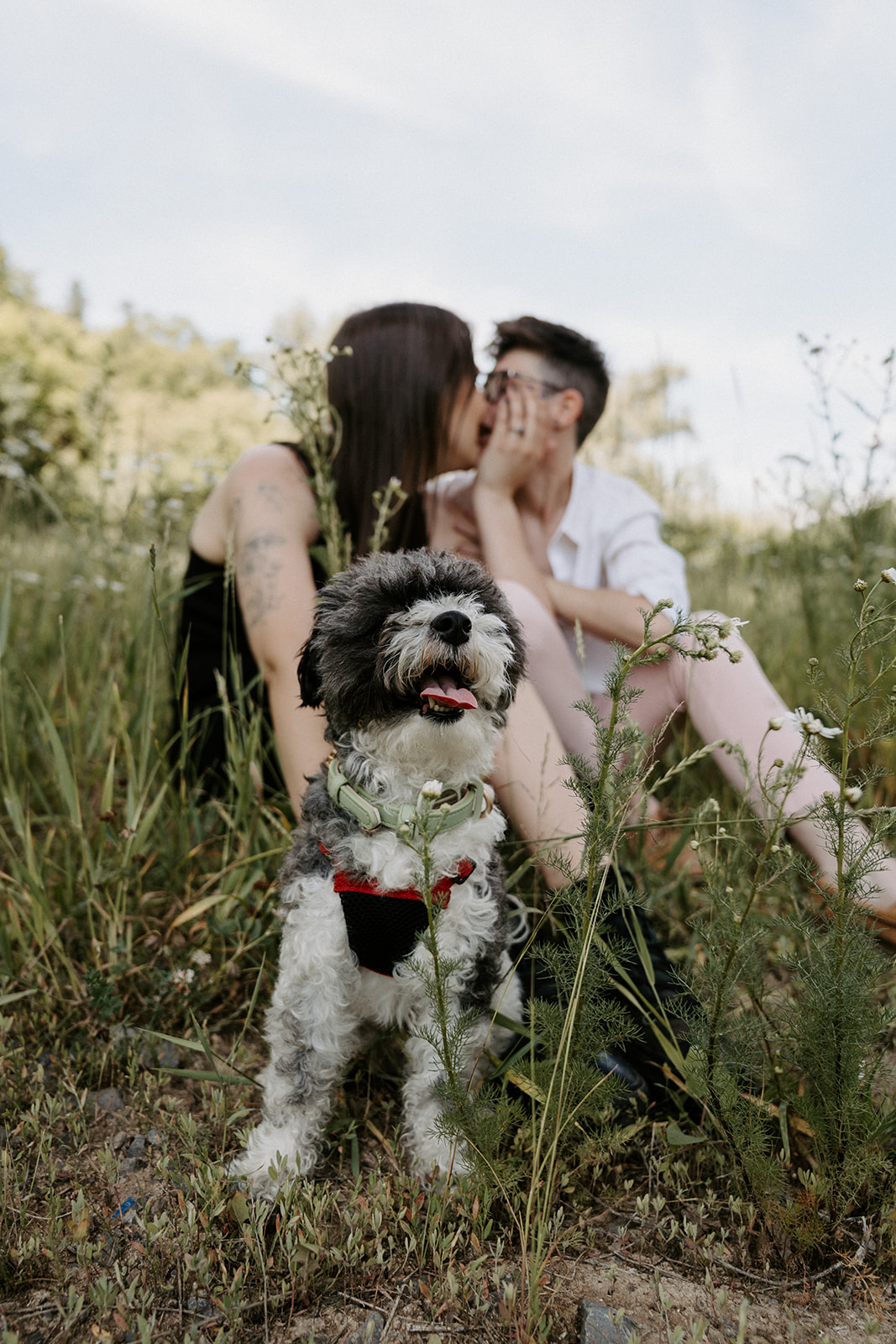Two people sitting on the grass kissing while the dog sits in front of them.