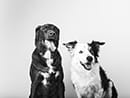 black and white picture of two dogs