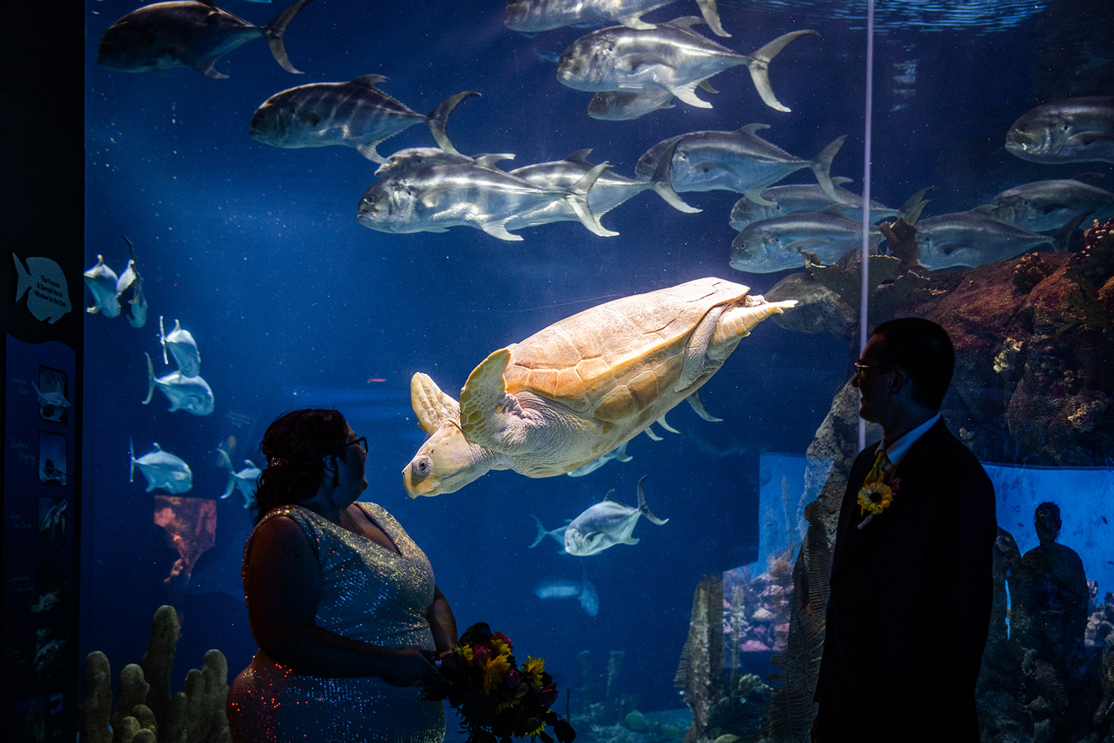 Bride and Groom in the Aquarium at the Omaha Zoo