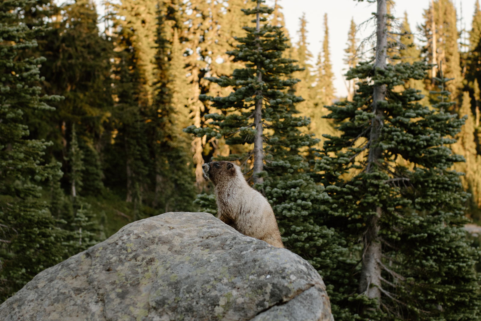 Marmots at mount rainier national park.