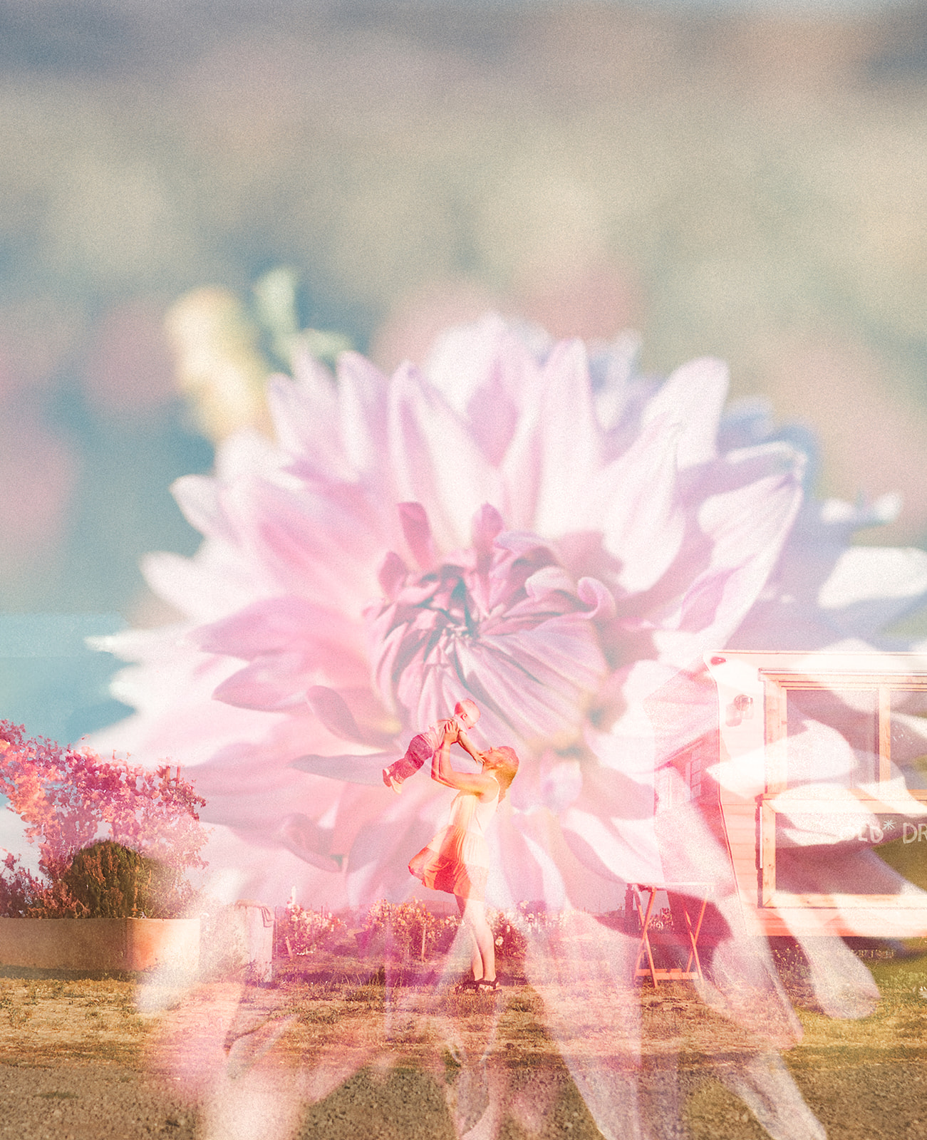 Double exposure photo of mother holding baby up in the air and a pink dahlia flower by Sunshine Lady Photography