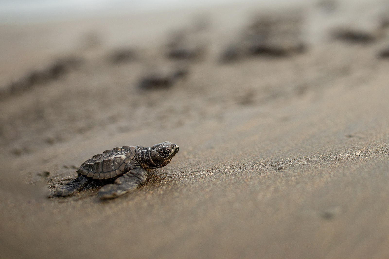 baby turtle release in Quepos