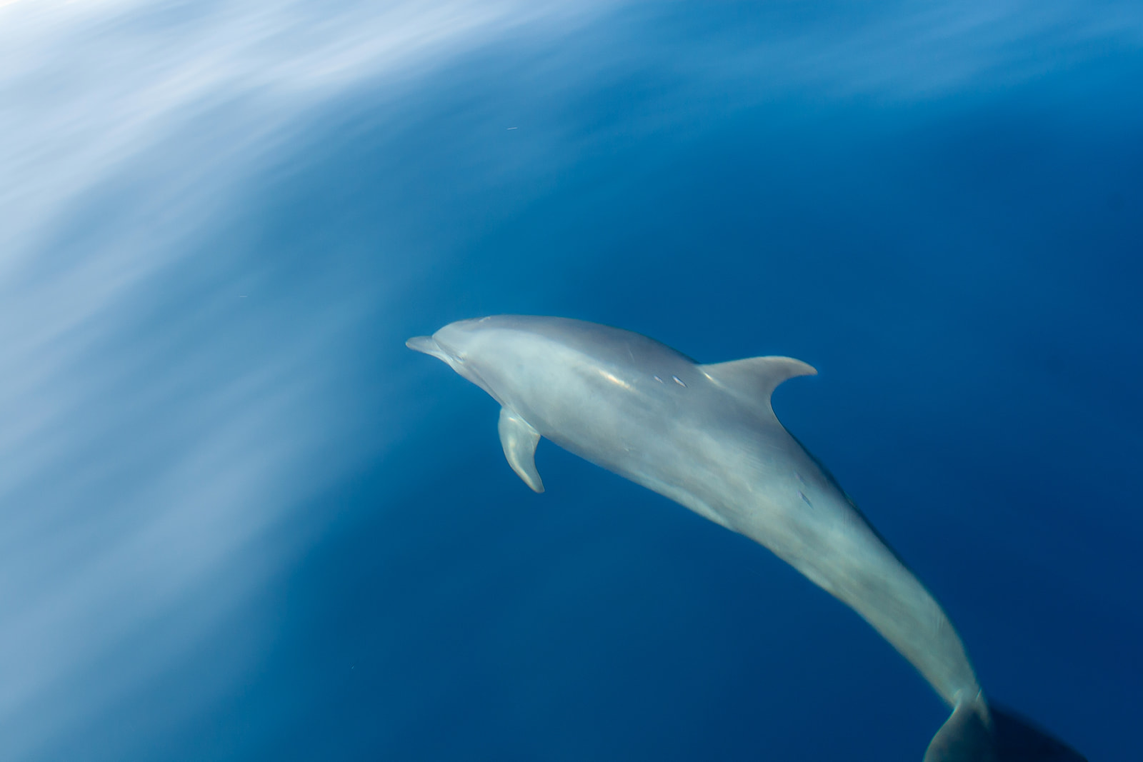 Dolphin of the waters in Manuel Antonio