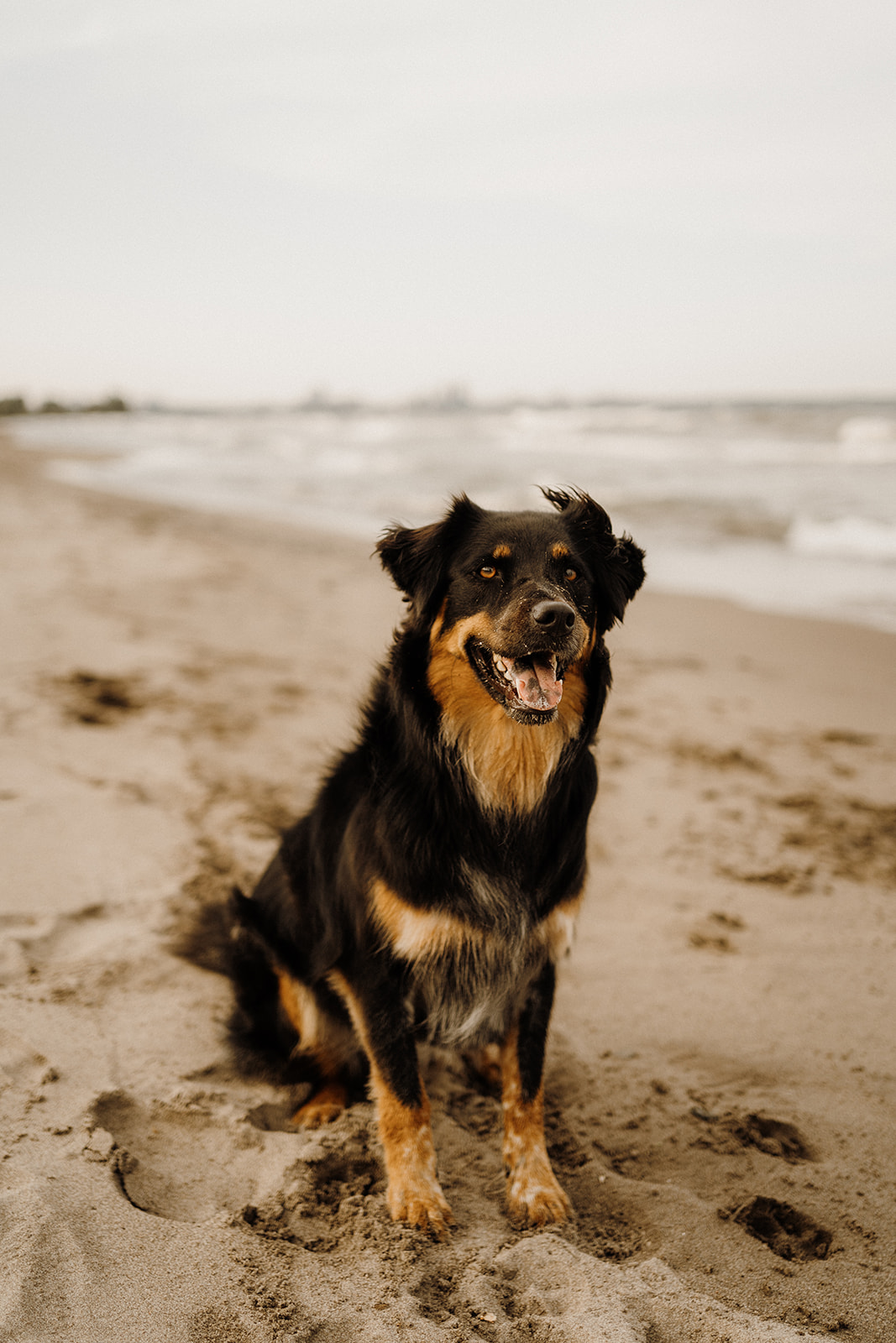 A dog sitting on the beach.
