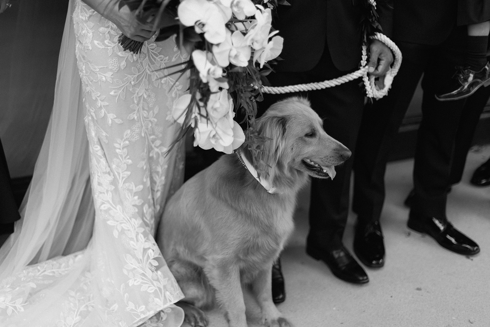 candid image of wedding couple and dog on wedding day at galway downs temecula california