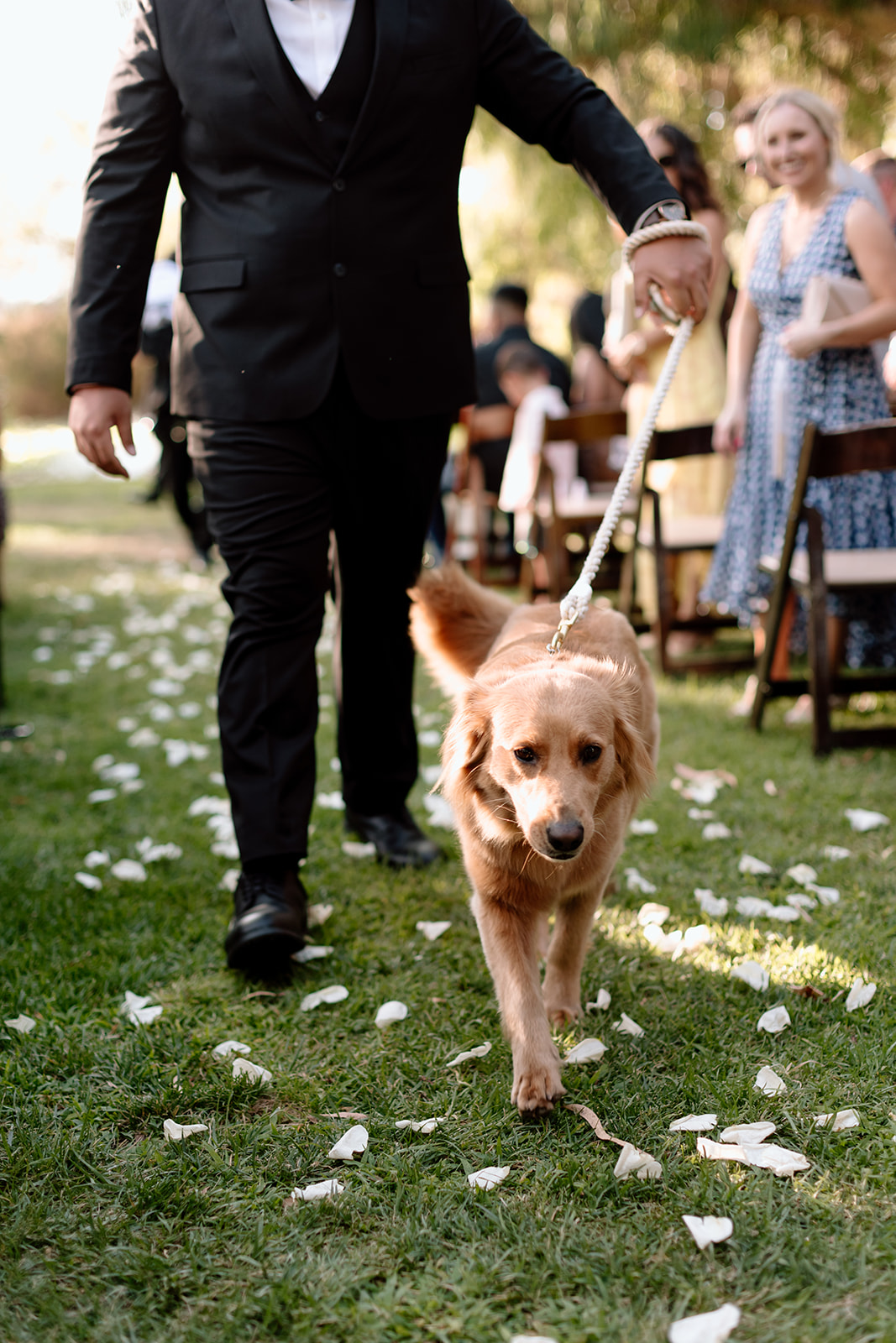 candid image of wedding couple's dog walking down aisle  on wedding day at galway downs temecula california