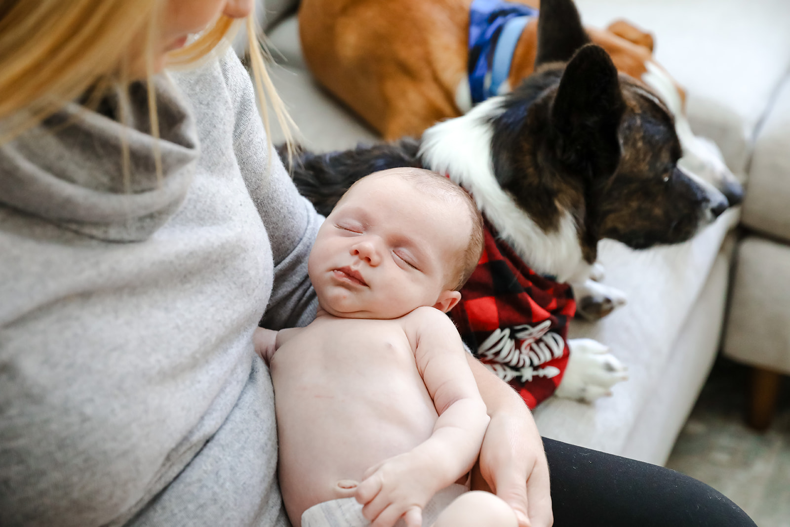 Newborn photo session with corgi 