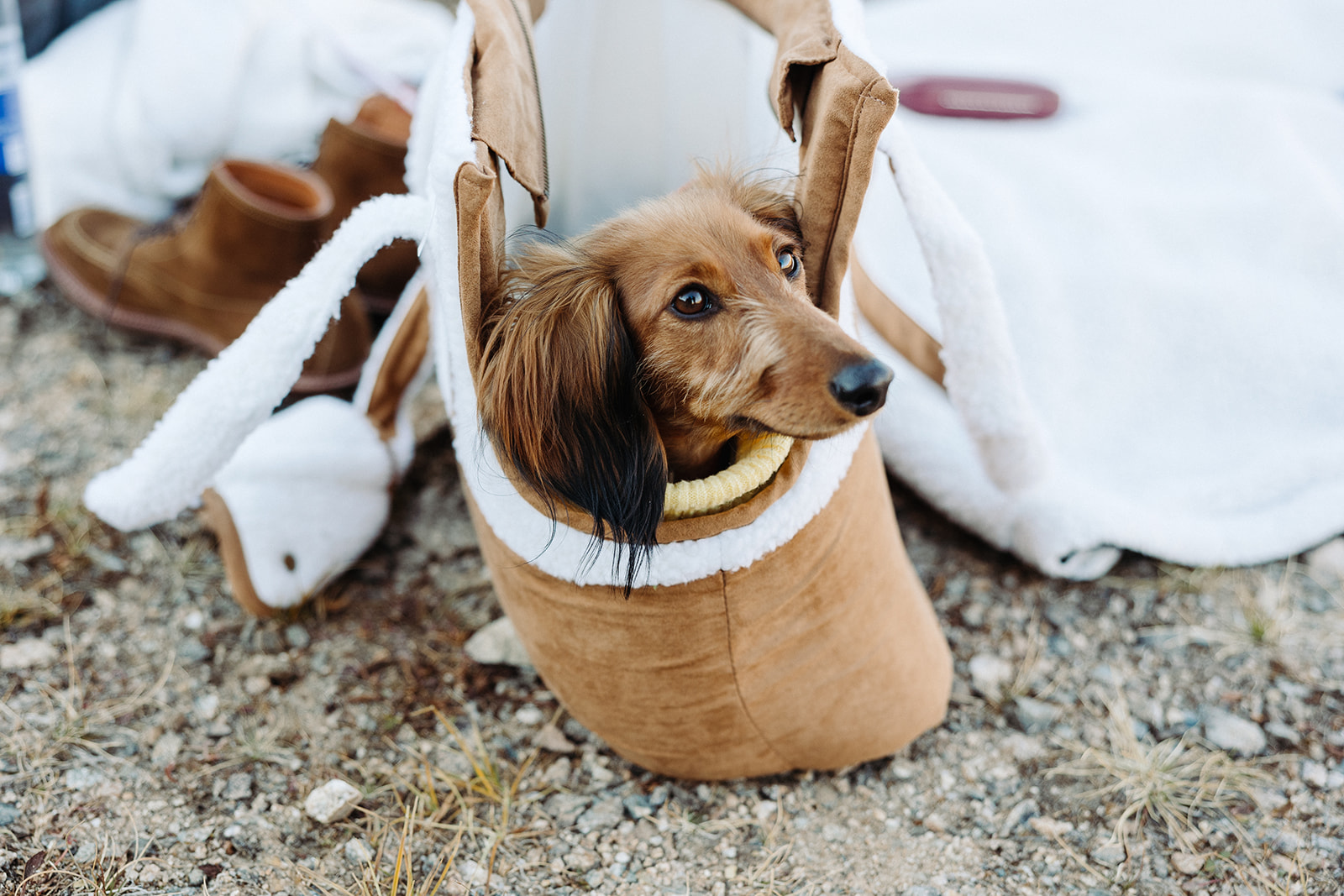 The engaged couple's cute little dog, a brown Dachshund, sitting in a short brown bag as he awaits his parents. 