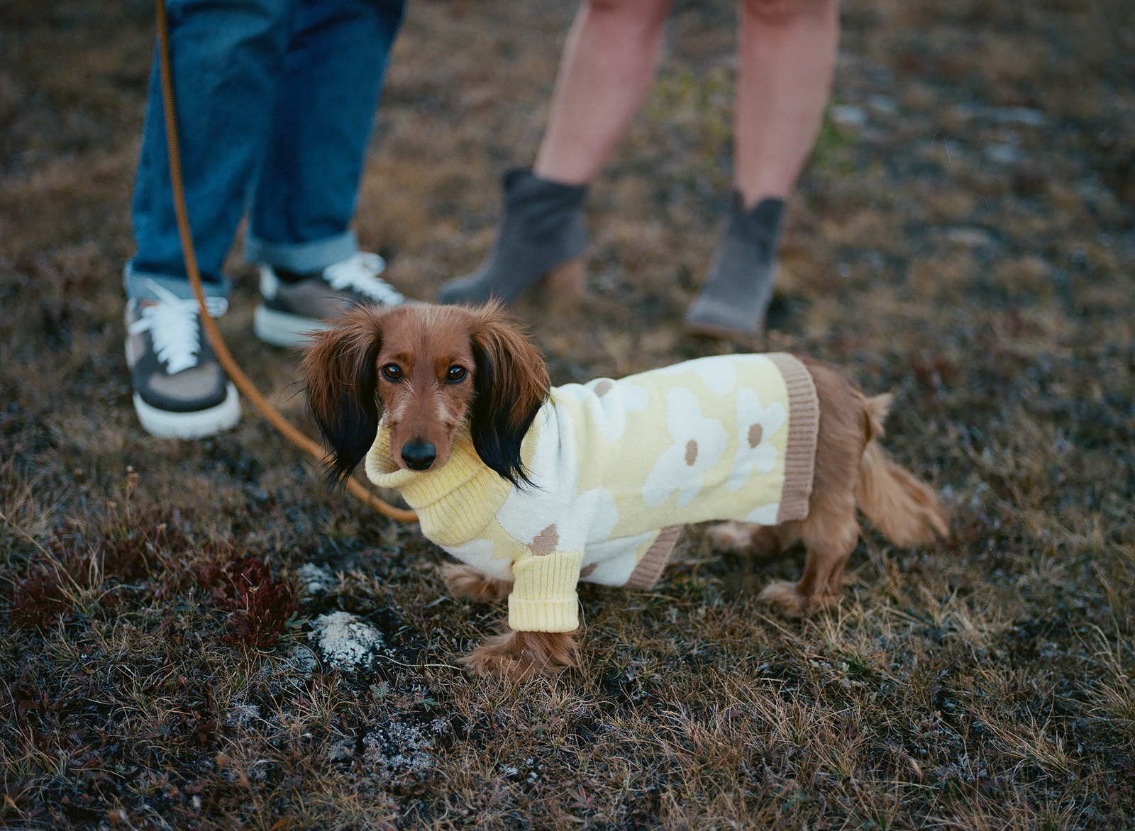 A film photo of their light brown dog in his pale yellow sweater that matches his mom's yellow dress.