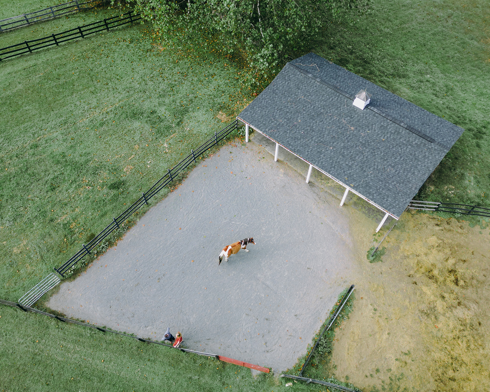 horse photo on drone