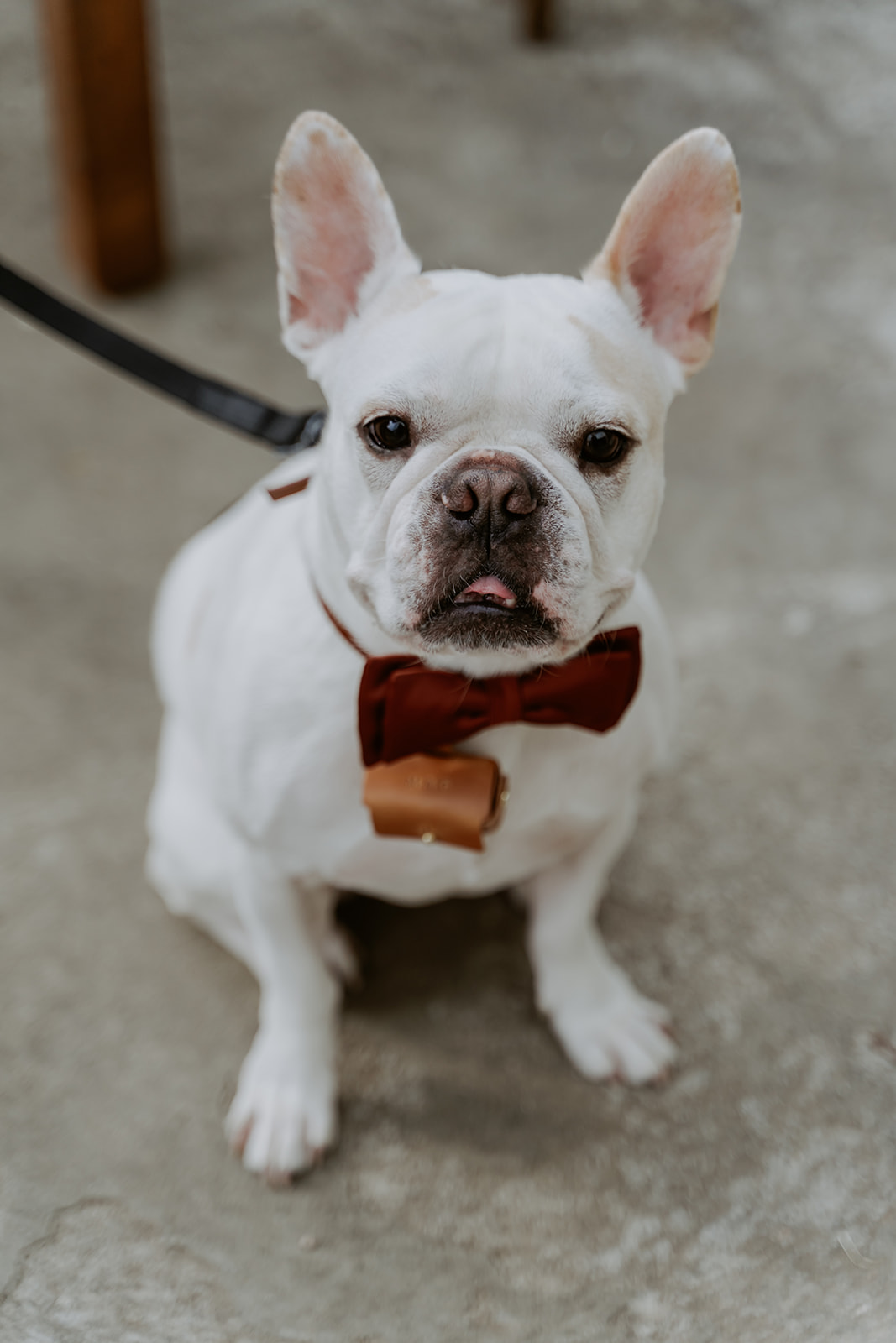 A white french bulldog wearing a bow tie sits attentively on a leash, looking directly at the camera.
