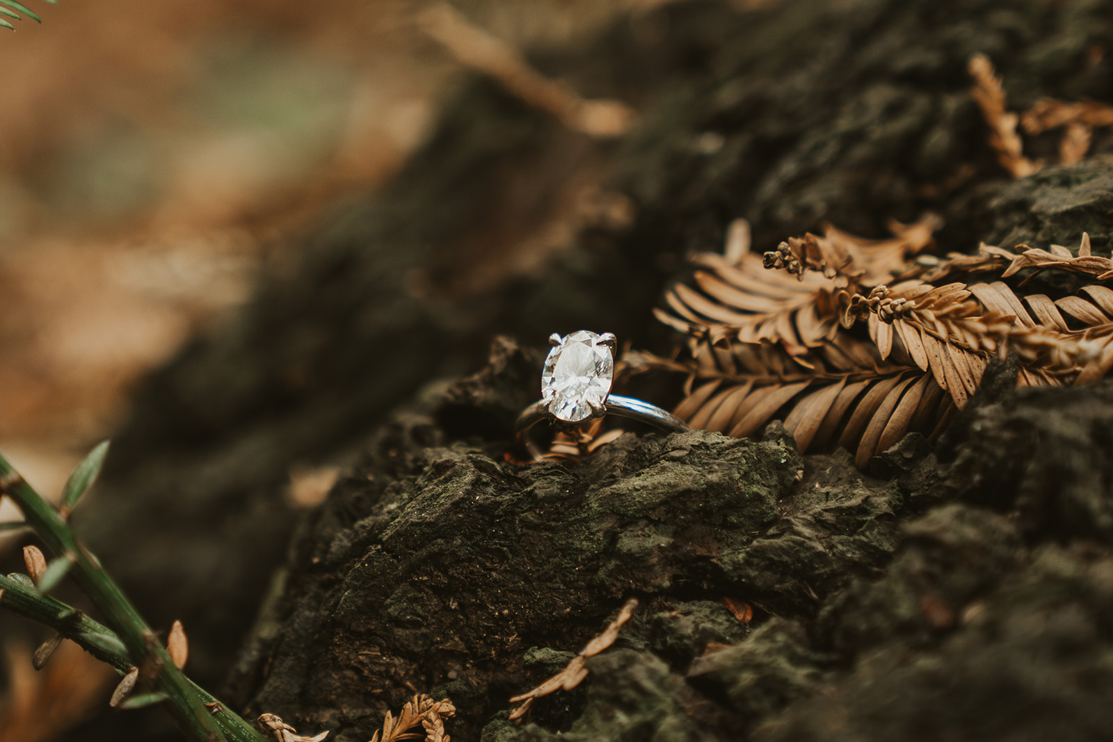 Engagement ring close up in the Oakland Redwoods