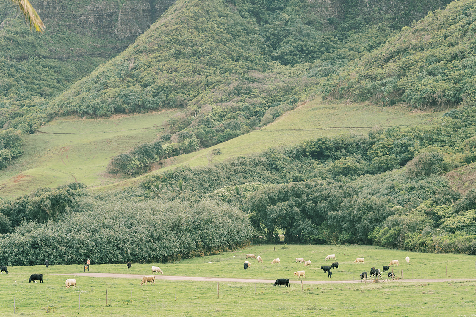 A group of cows grazing on a green field at Kualoa Ranch.