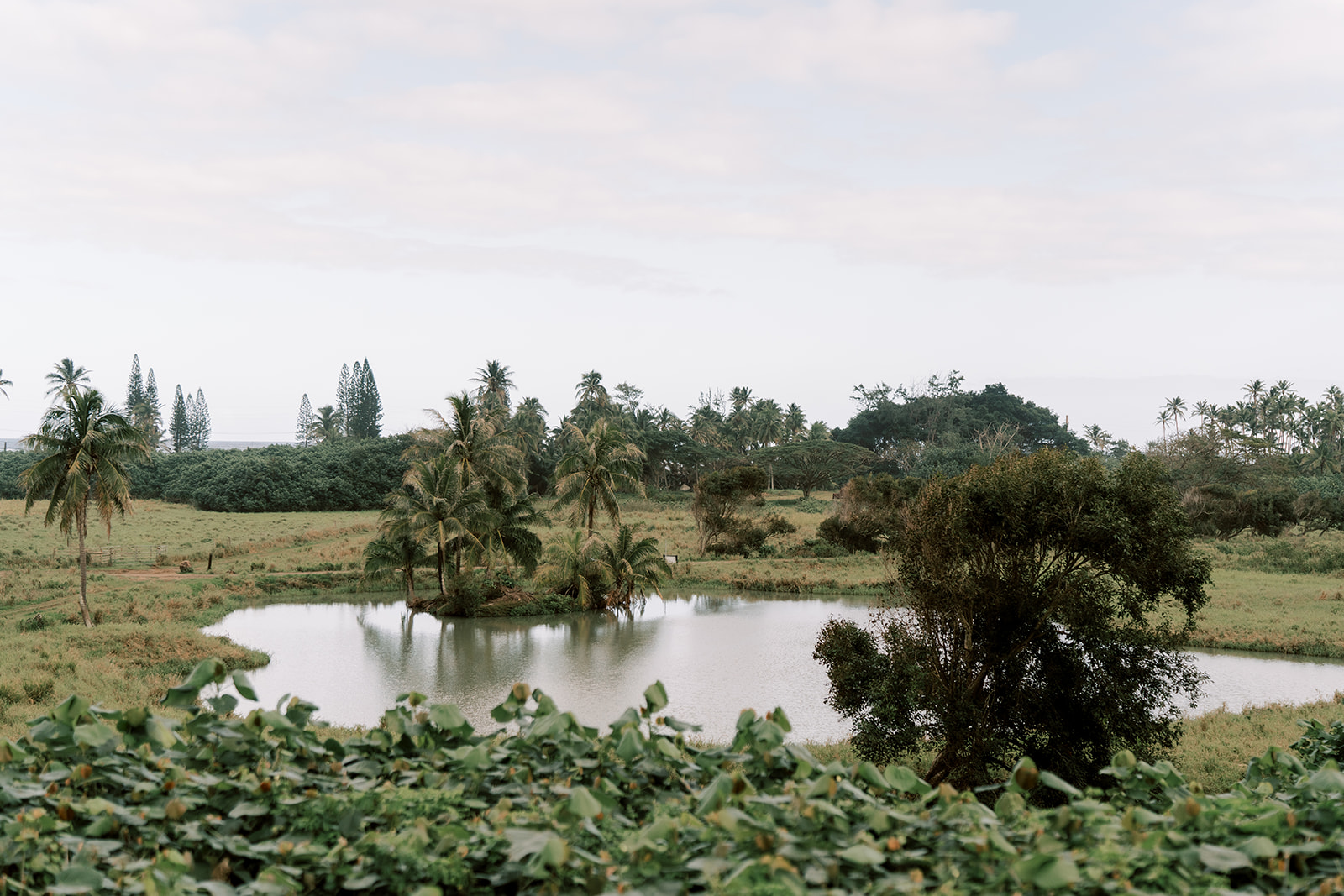 A pond in the middle of a lush green field, perfect for a Kualoa Ranch Wedding.