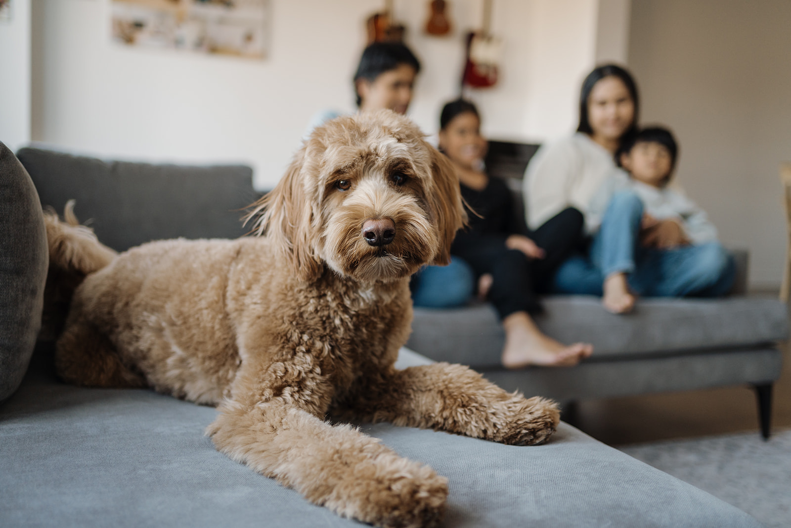 A dog sitting on the couch with the family in the background.