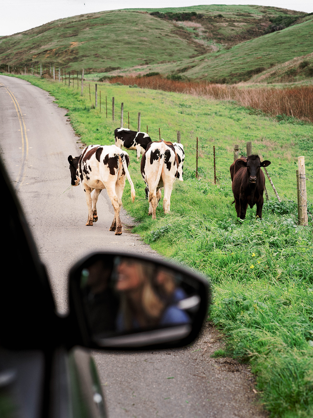 Cows block the way in Marin County.