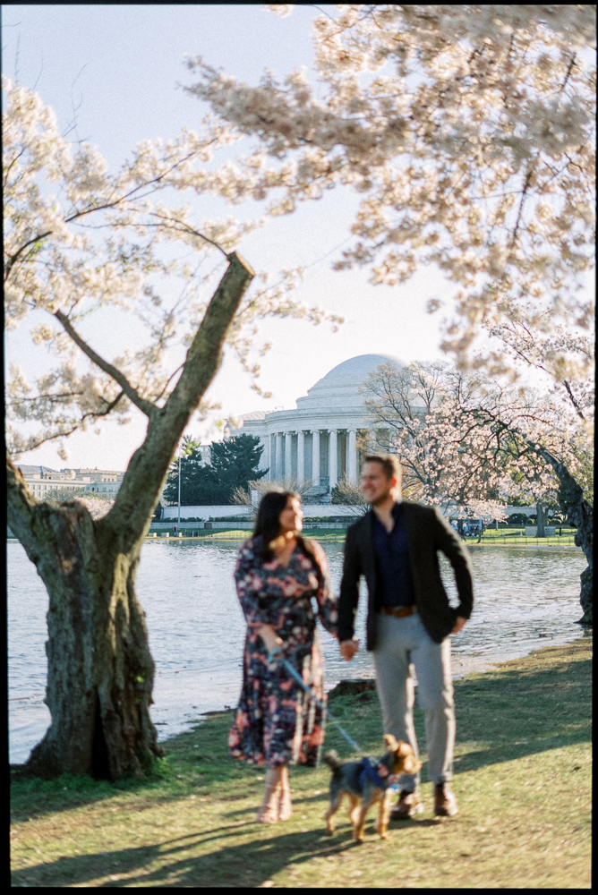 dc cherry blossoms couples session dc wedding photographer dc engagement photographer dc couples photographer washington